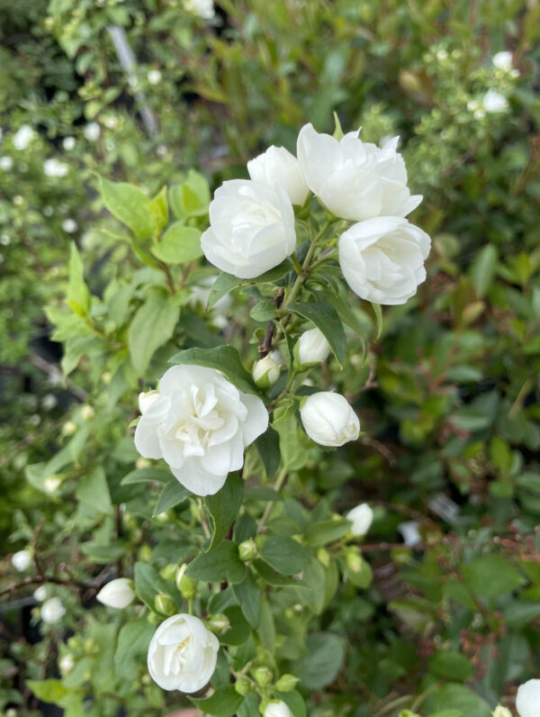 Philadelphus Manteau dHermine
