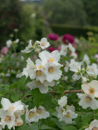 Philadelphus Belle Etoile
