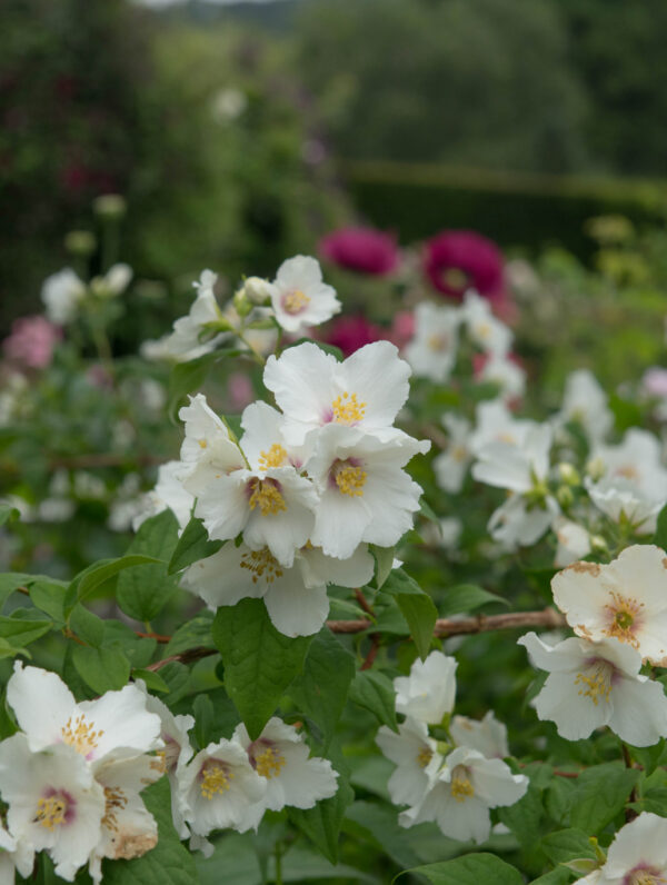 Philadelphus Belle Etoile