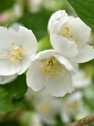 Philadelphus Dame Blanche