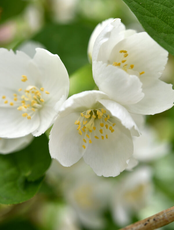 Philadelphus Dame Blanche