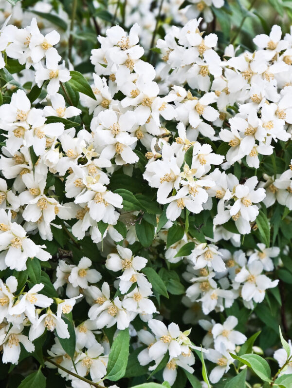 Philadelphus Lemoinei