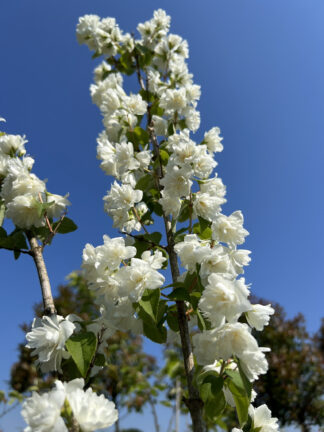 Philadelphus Minnesota Snowflake