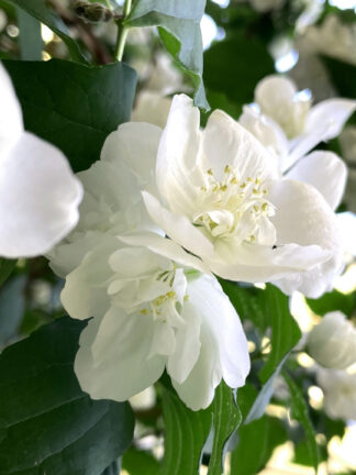 Philadelphus Schneesturm