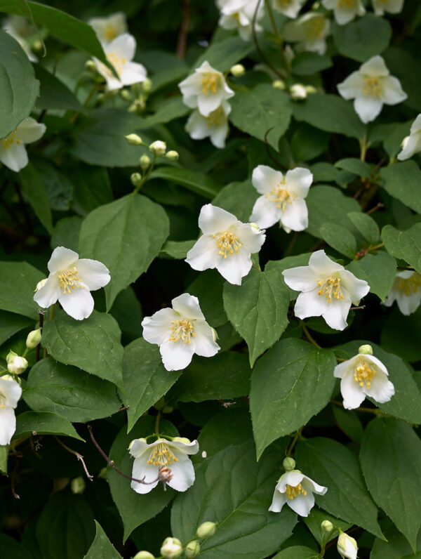 Philadelphus Virginal
