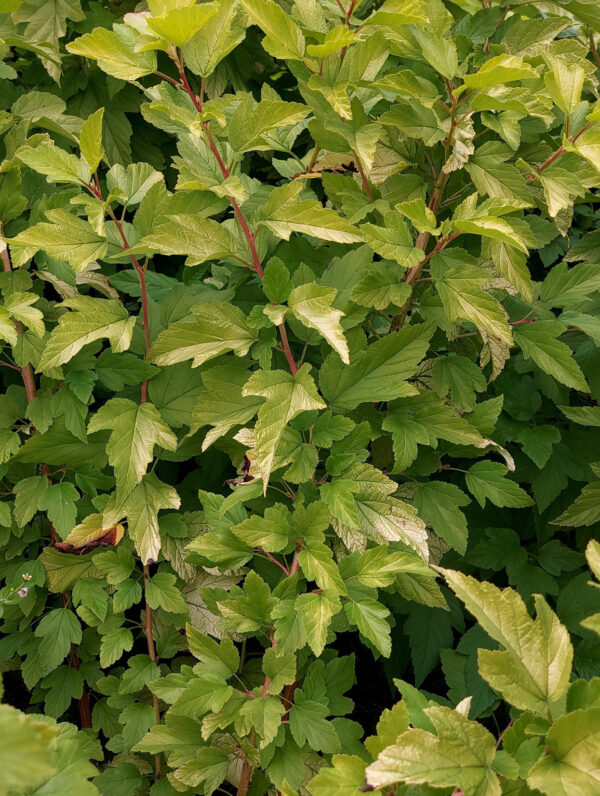 Physocarpus Darts Gold