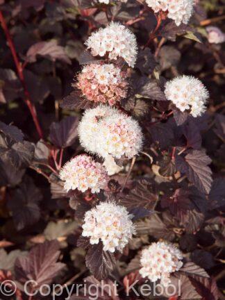 Physocarpus Lady in Red - bag