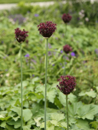 Allium Atropurpureum