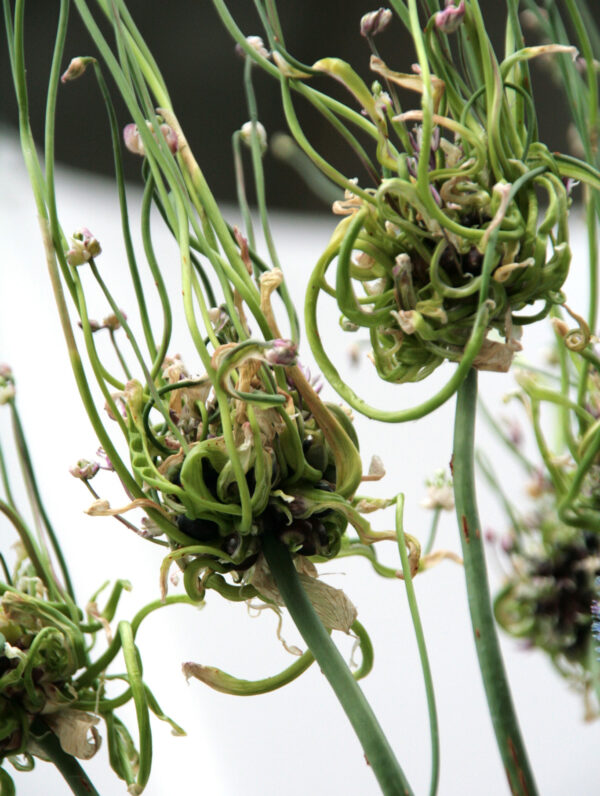 Allium Hair