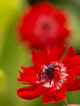 Anemone The Governor