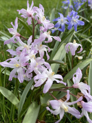 Chionodoxa Pink Giant