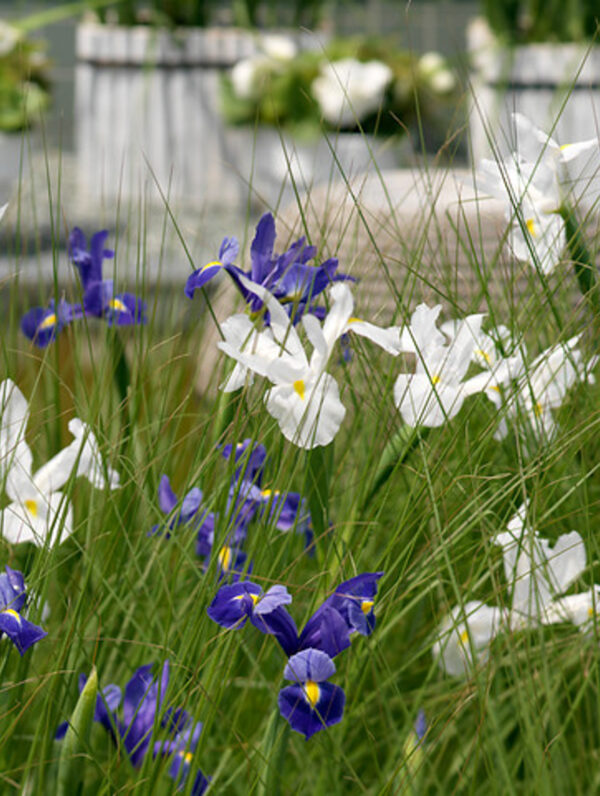 Iris Hollandica Mixed
