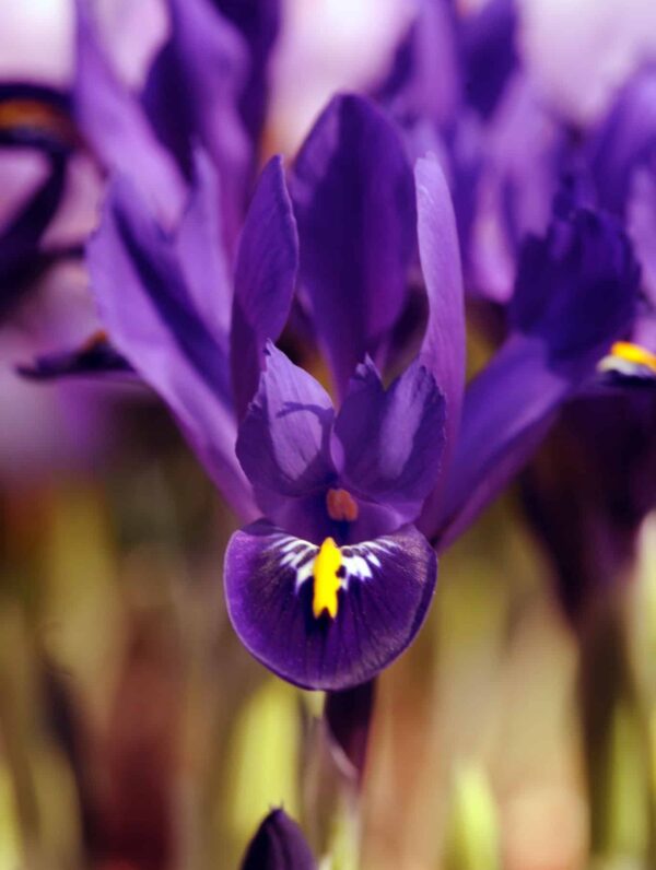 Iris Reticulata J.S. Dijt