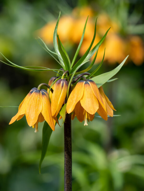 Fritillaria Imp. Striped Beauty