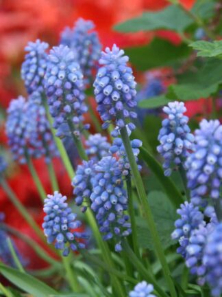 Muscari Armeniacum