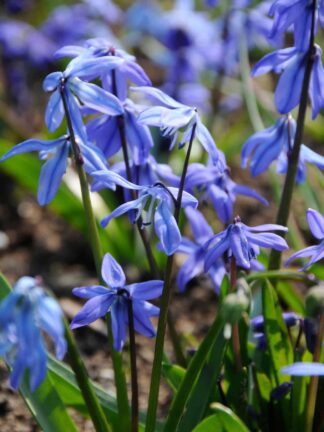 Scilla Siberica