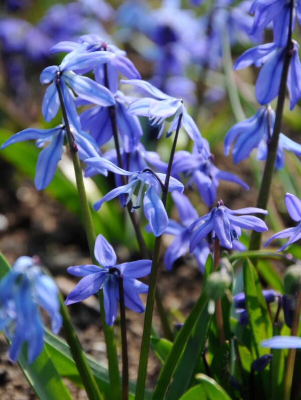 Scilla Siberica