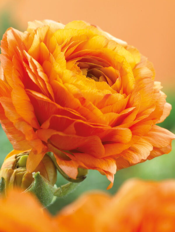 Ranunculus Orange