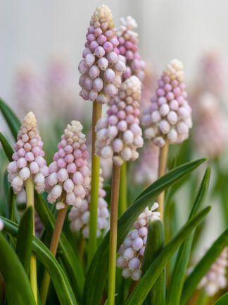Muscari Pink Sunrise