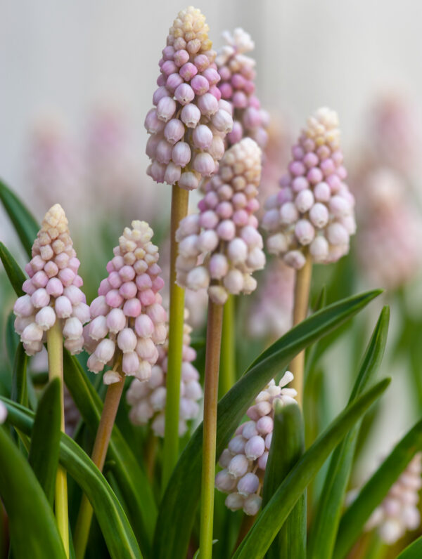 Muscari Pink Sunrise
