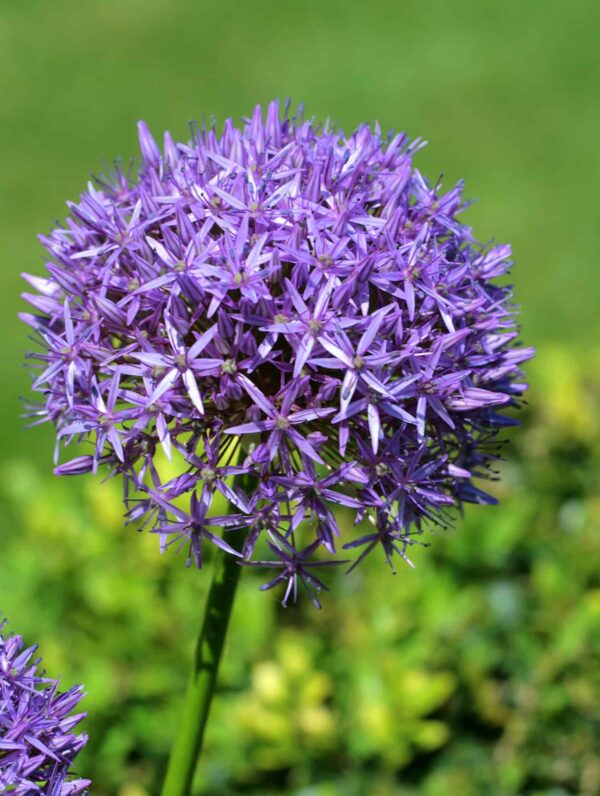 Allium Albopilosum
