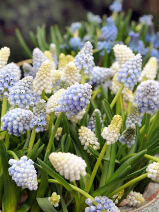 Muscari Mixed