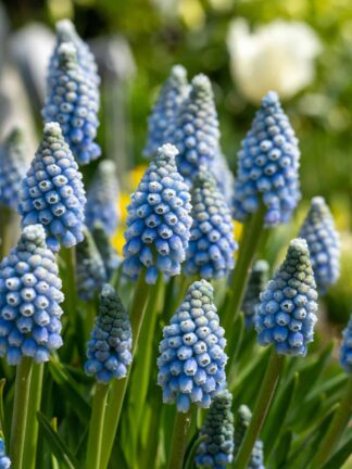 Muscari Mountain Lady