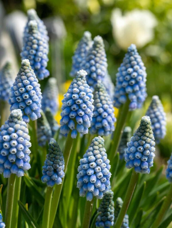 Muscari Mountain Lady