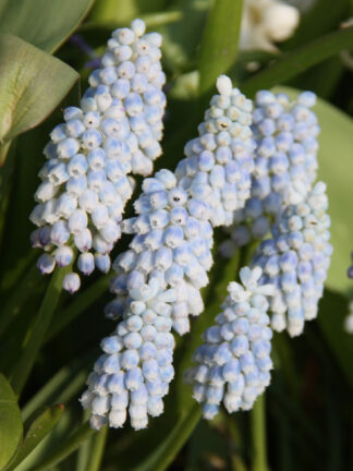 Muscari Baby's Breath