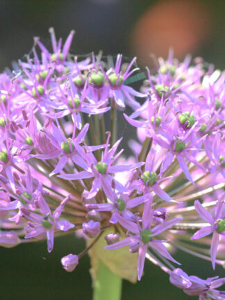 Allium Rosy Dream