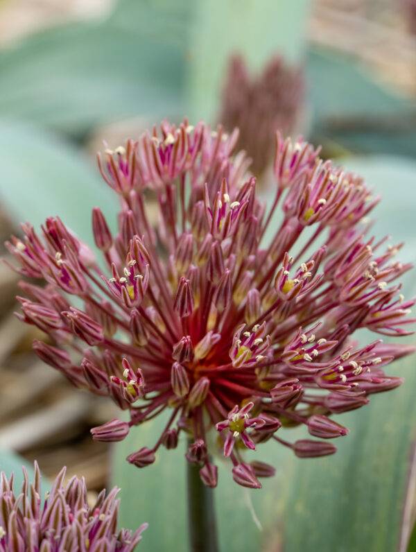 Allium Londen