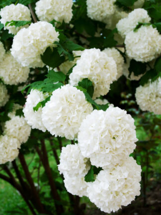 Viburnum Compactum