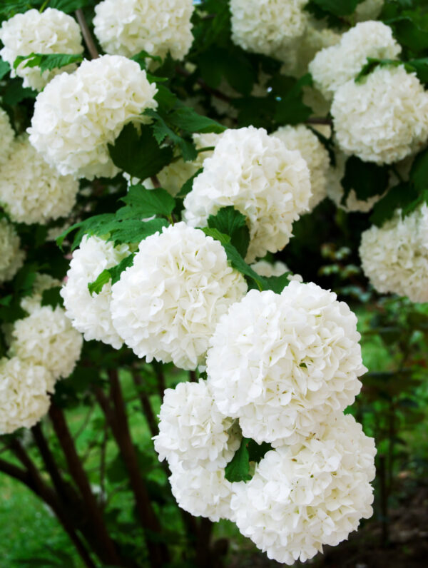 Viburnum Compactum