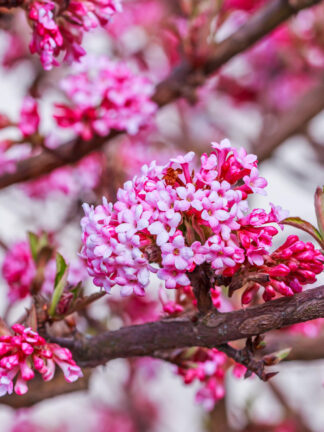Viburnum Charles Lamont