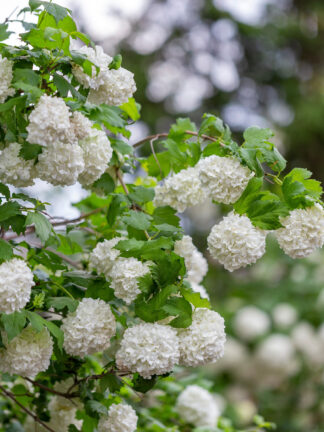 Viburnum Roseum
