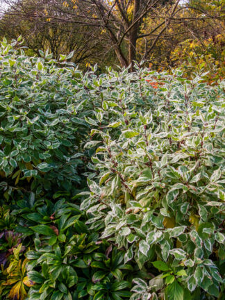 Weigela Variegata