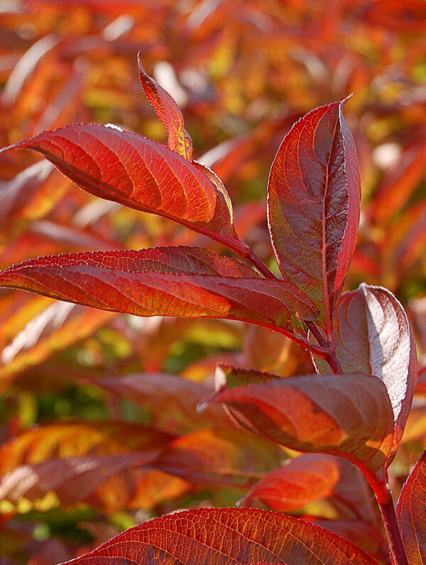 Weigela Wings of Fire