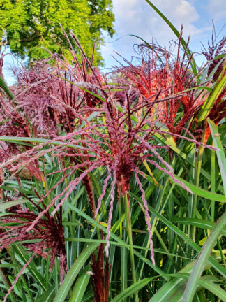 Miscanthus Boucle