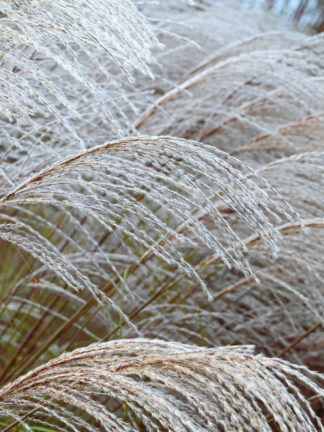 Miscanthus Silver Charm