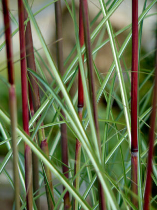 Miscanthus Serengeti
