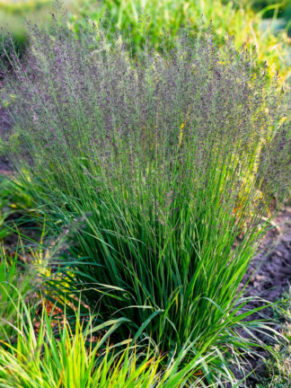 Molinia Banshee
