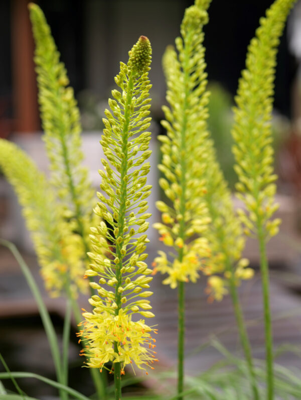 Eremurus Bungei