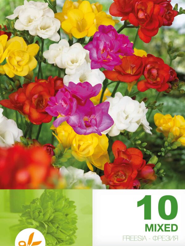 Freesia Double Mixed
