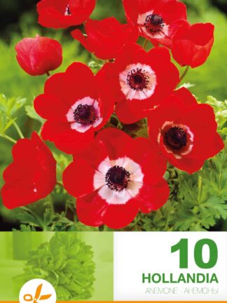 Anemone Cor. Hollandia