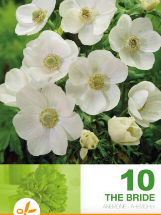 Anemone Cor. The Bride