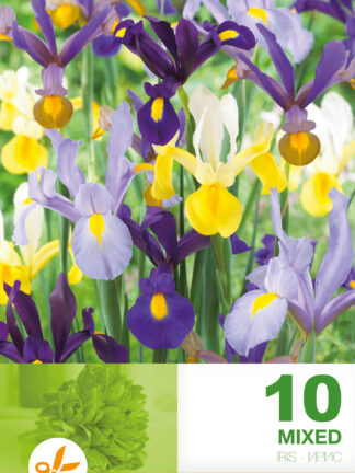 Iris Hollandica Mixed Economy