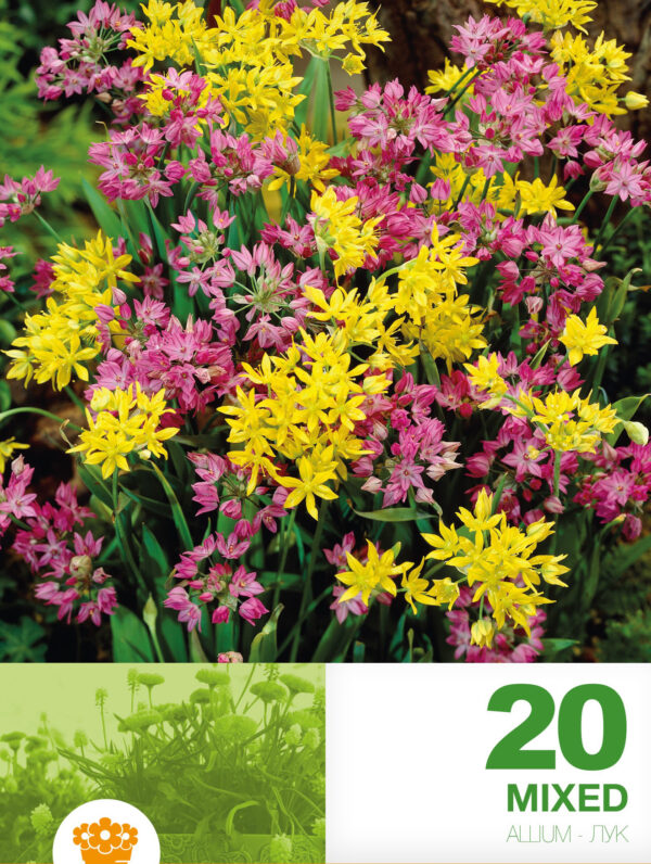 Allium Mixed