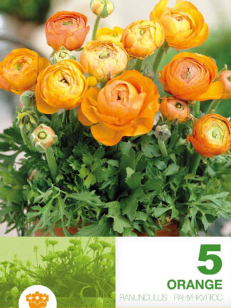 Ranunculus Orange Economy