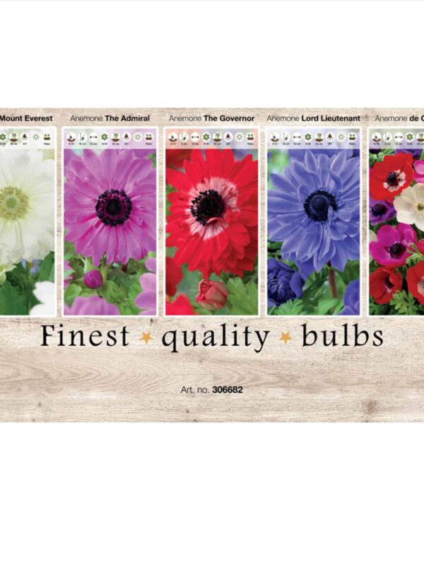 Showbox Anemone 306682