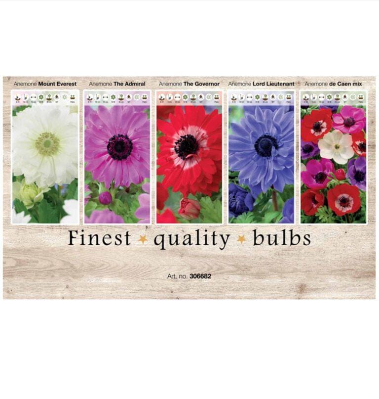 Showbox Anemone 306682